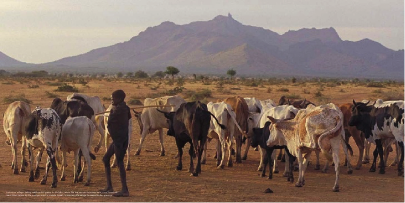 Cattle grazing, Lakomori village, Uganda