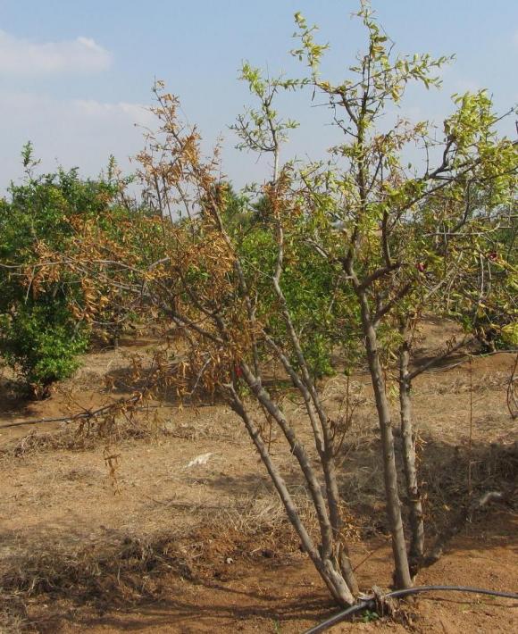 Nematodes in pomegranate plant: Gujarat - Blog